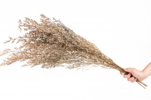 stabilisierter-limonium-31.