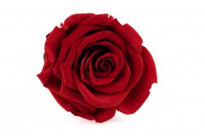 Red Ecuadorian Eternity Flowers Preserved Roses Pack of 6 6cm to