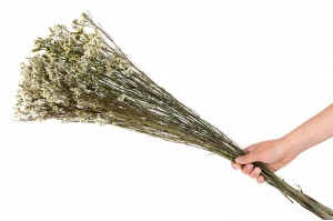 bluehender-limonium-stabilisiert-31.