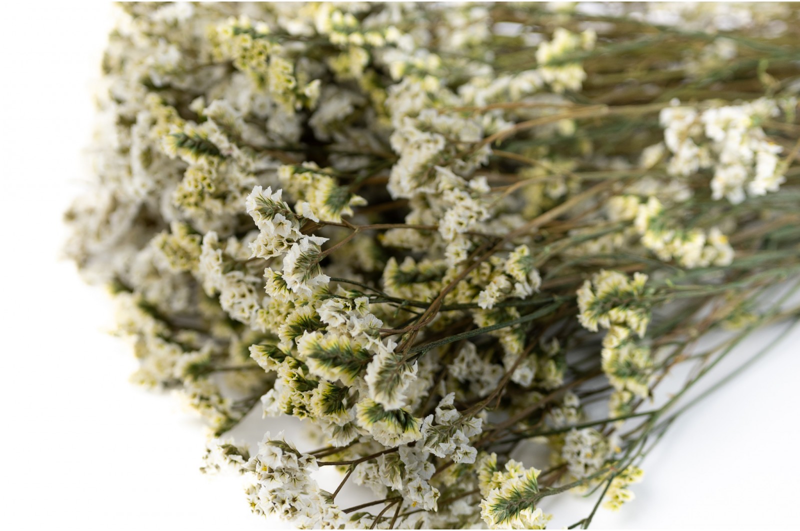 Preserved flowered limonium (31) preserved-flowered-limonium-31