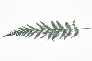 preserved-common-fern-31.