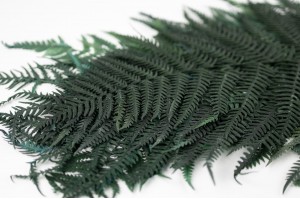 preserved-common-fern-31.