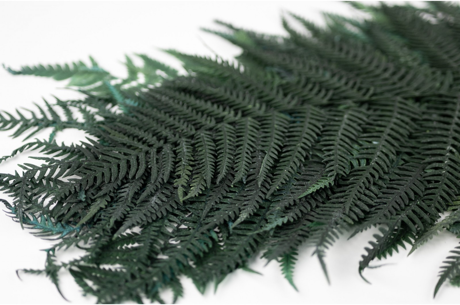 Preserved common fern (31) preserved-common-fern-31