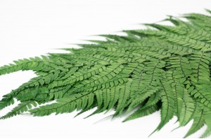 preserved-cinnamon-fern-l-31