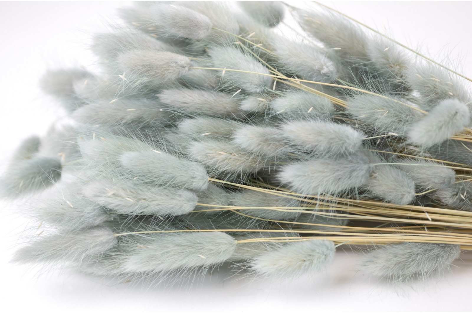 Dried lagurus (20) dried-lagurus-20