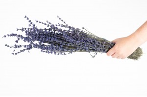 stabilisierter-lavendel-8.