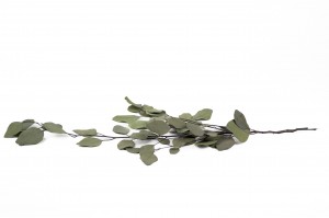 stabilisierte-eukalyptus-gruen-11.