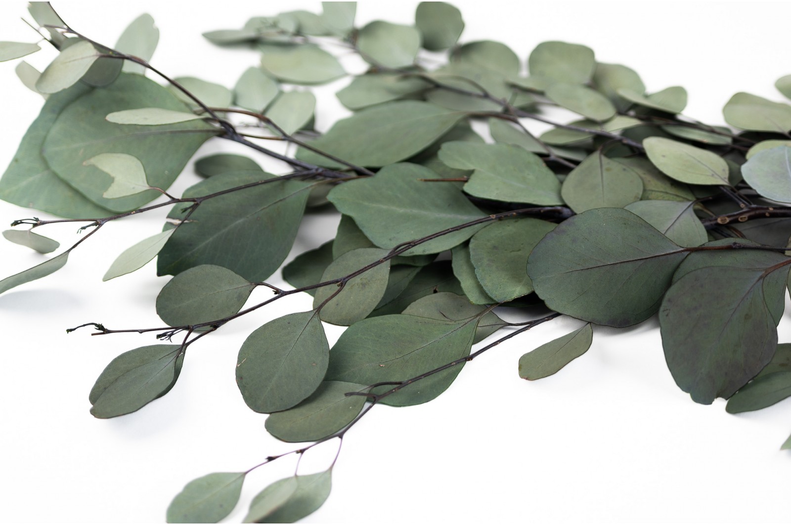 Eucalyptus stabilisé (11) eucalyptus-stabilise-vert-11
