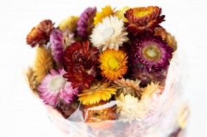 dried-helichrysum-heads-natural-34.