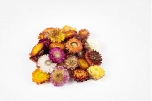 tetes-d-helichrysum-seches-naturelles-34