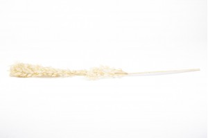 dried-ruscus-20.