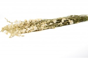 dried-delphinium-8.