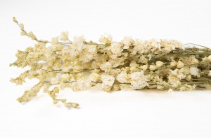 dried-delphinium-8.