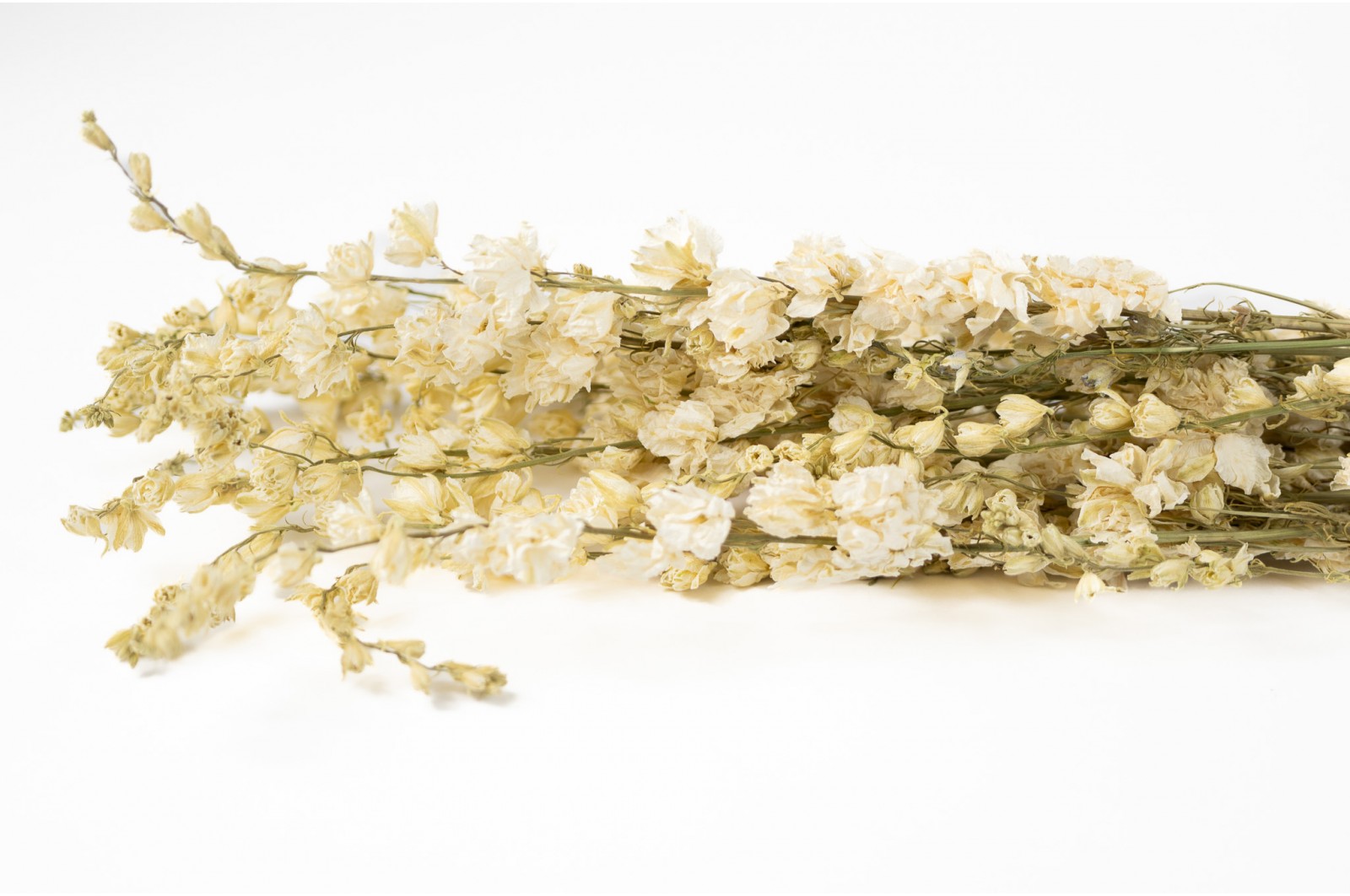 Dried delphinium (8) dried-delphinium-8