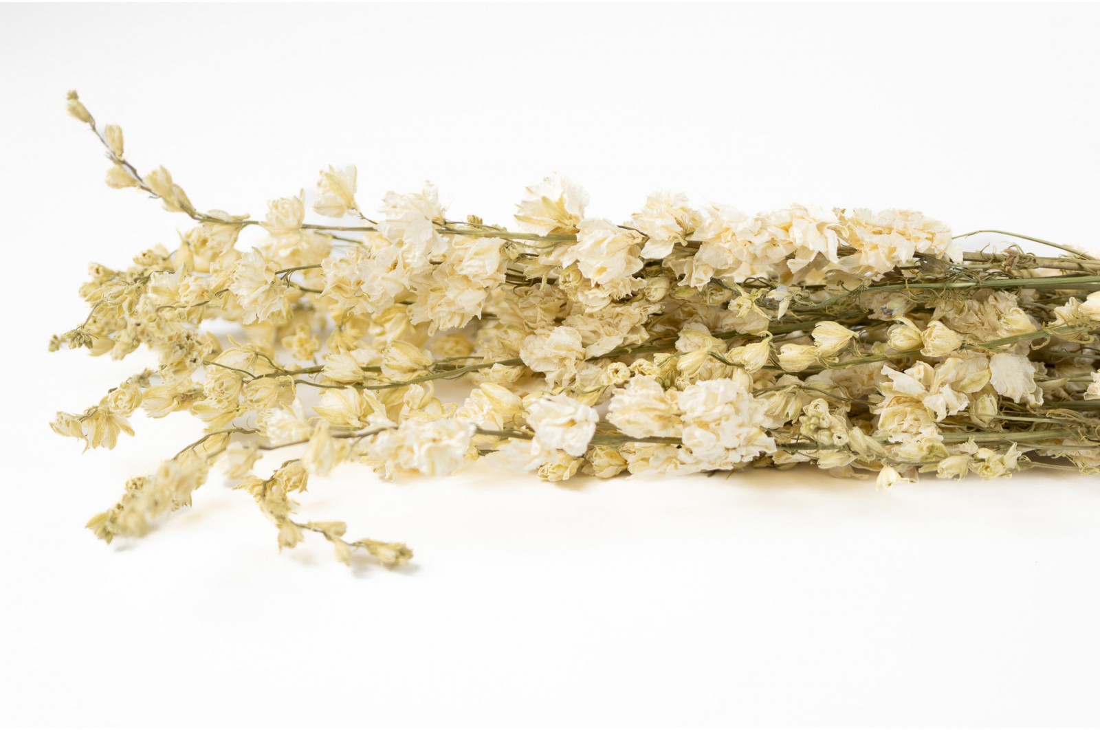 dried-delphinium-8