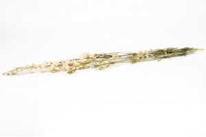 dried-delphinium-8.