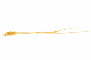 dried-bearded-wheat-11.