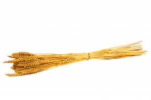 ble-barbu-sec-11.