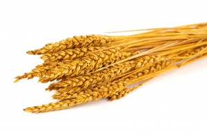 dried-wheat-11.