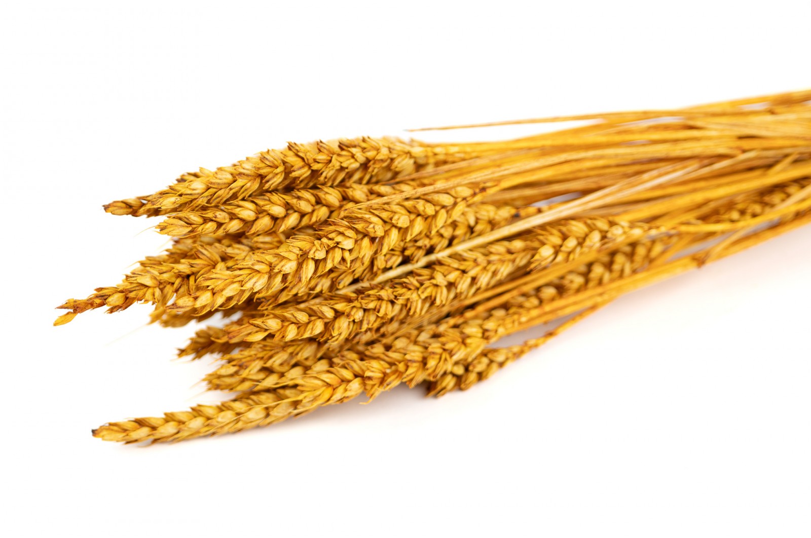 dried-wheat-11