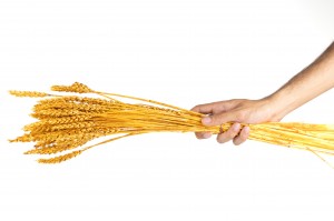 dried-bearded-wheat-11.