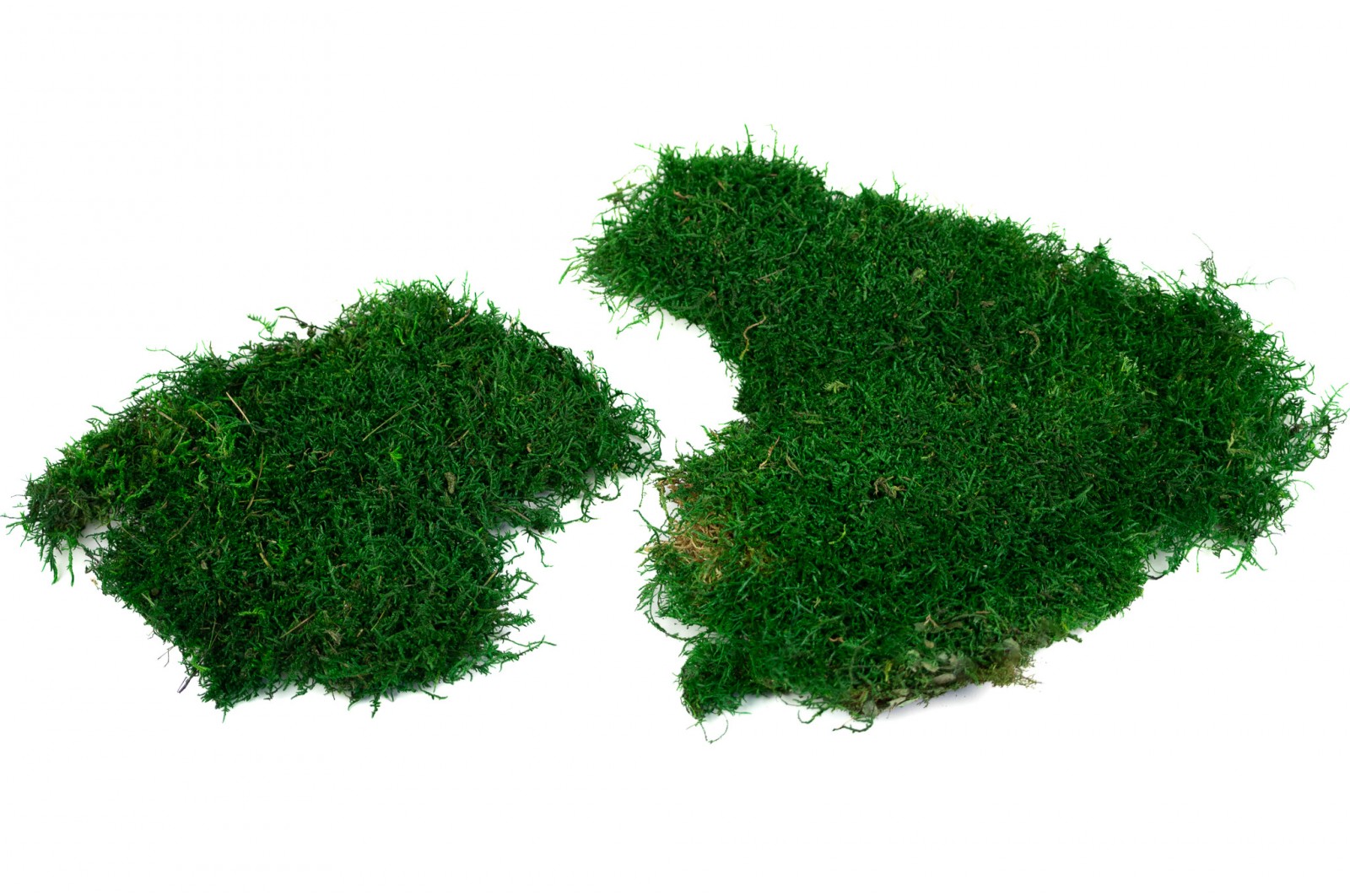 Stabilisiertes Flachmoos (23) (CN) stabilisiertes-flachmoos-23-cn