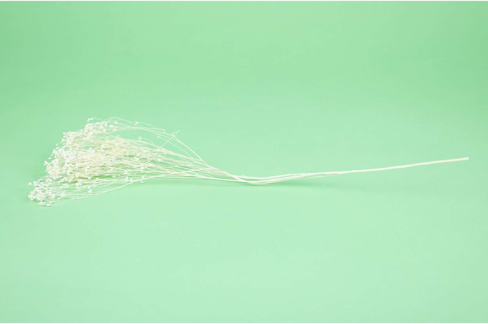 PHOCEALYS │Broom bloom sec│vente aux pros│Grossiste en fleurs séchées