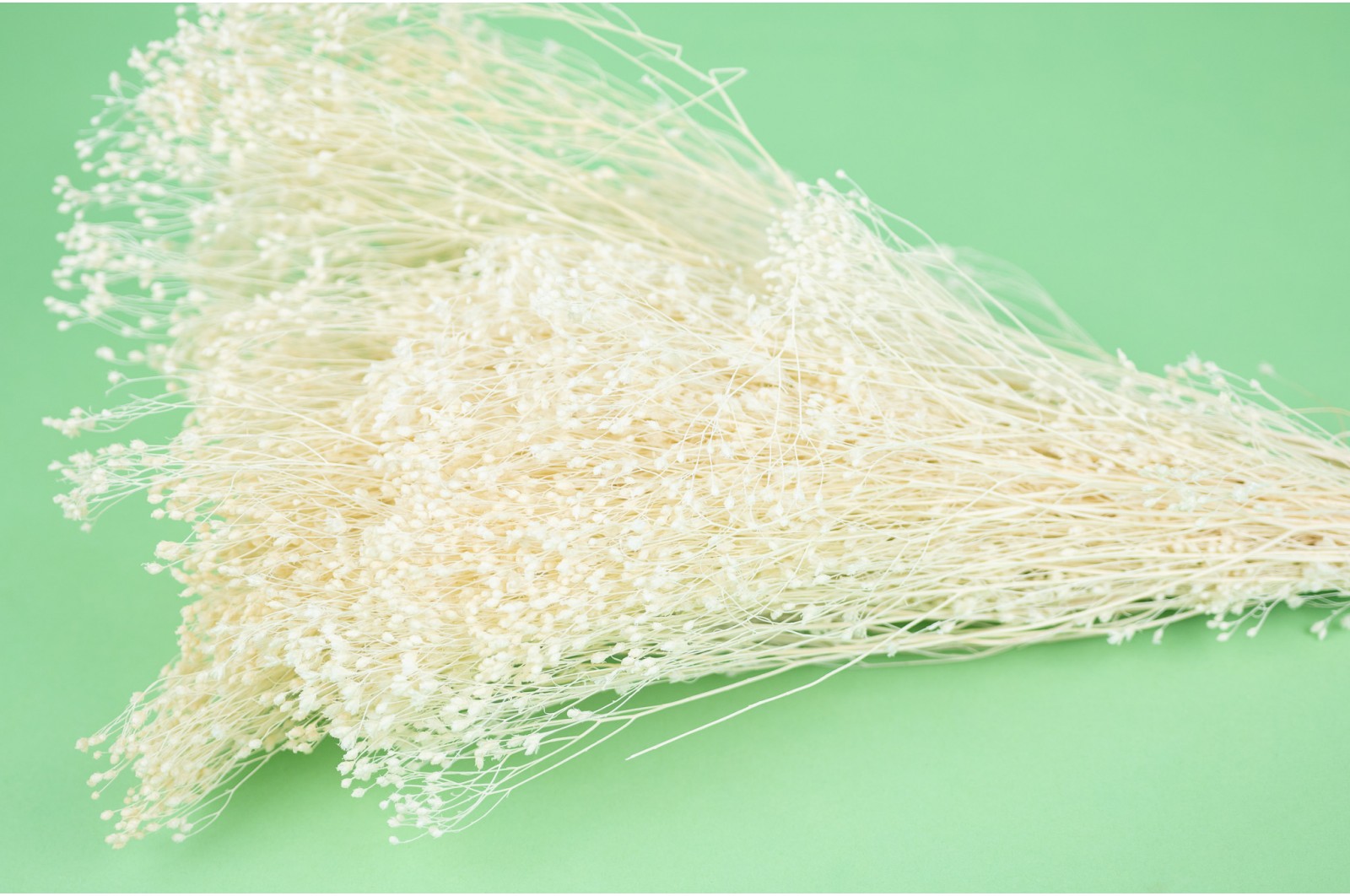Dried Broom bloom (11) dried-broom-bloom-11