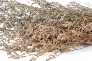 limonium-stabilise-31