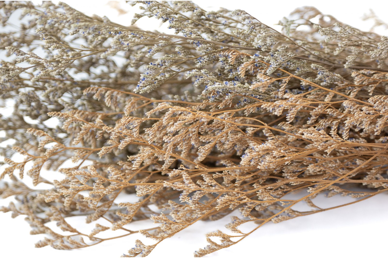 Stabilisierter Limonium (31) stabilisierter-limonium-31