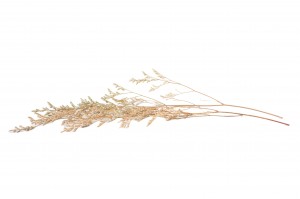 stabilisierter-limonium-31.