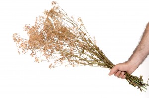 preserved-gypsophila-paniculata-8.