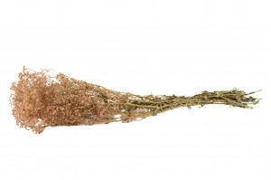 preserved-gypsophila-paniculata-8.