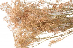 stabilisiertes-gipskraut-8