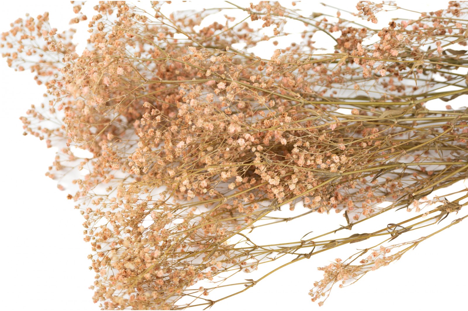 Preserved Gypsophila paniculata (8) preserved-gypsophila-paniculata-8