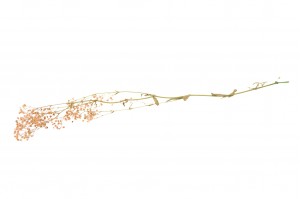 preserved-gypsophila-paniculata-8.