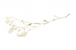 preserved-gypsophila-8.