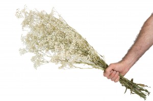 gypsophile-stabilise-8.