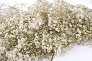 preserved-gypsophila-8