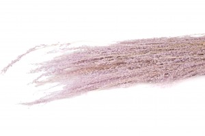 dried-star-grass-8.