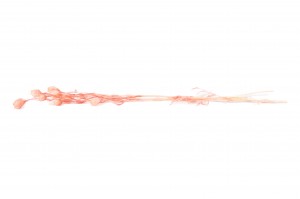 stabilisierter-nigella-8.