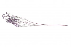 limonium-stabilise-8.