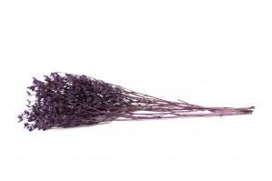 preserved-limonium-8.