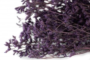 preserved-limonium-8.