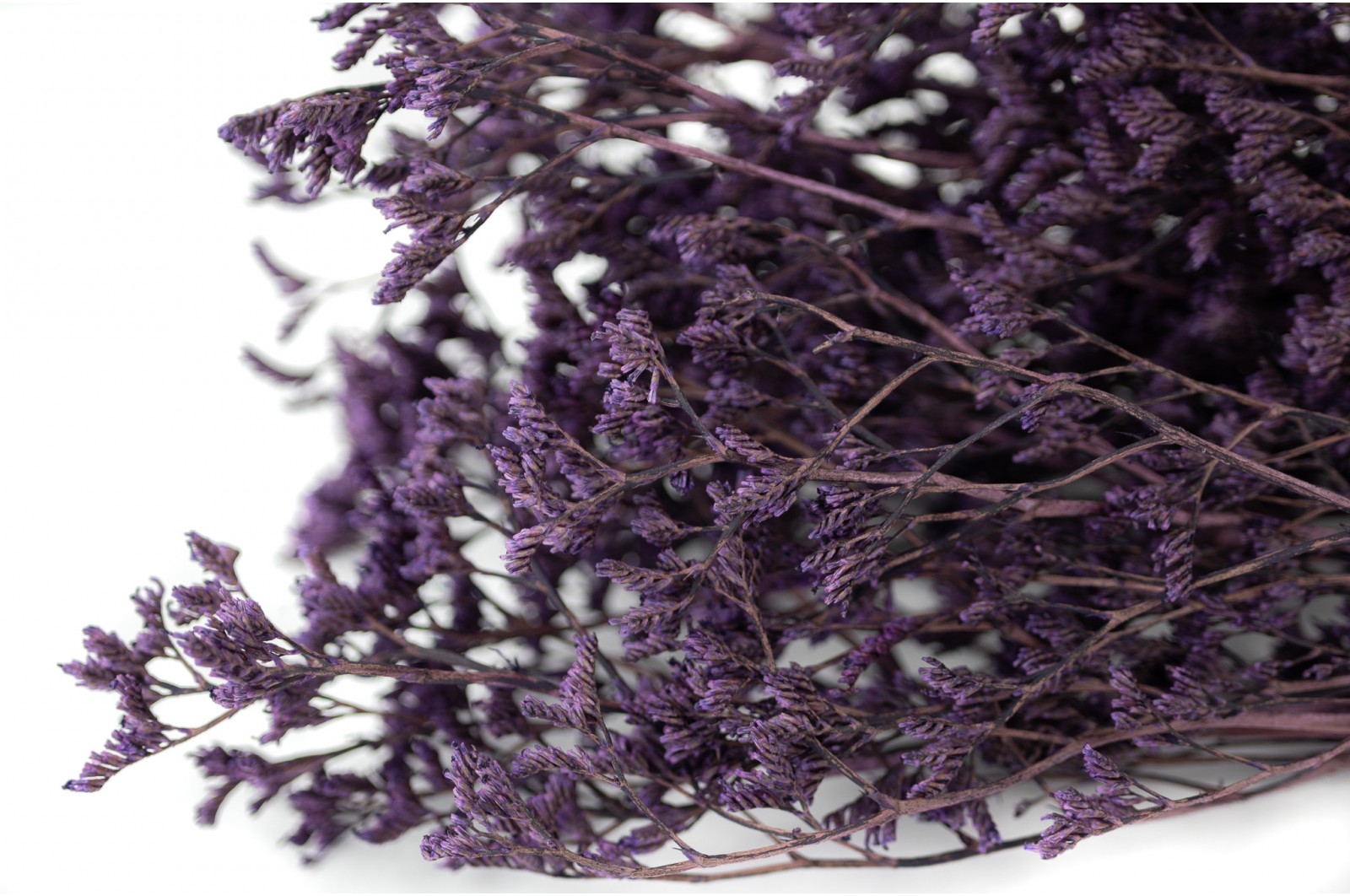 preserved-limonium-8