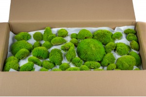 preserved-pole-moss-bulk-box-33