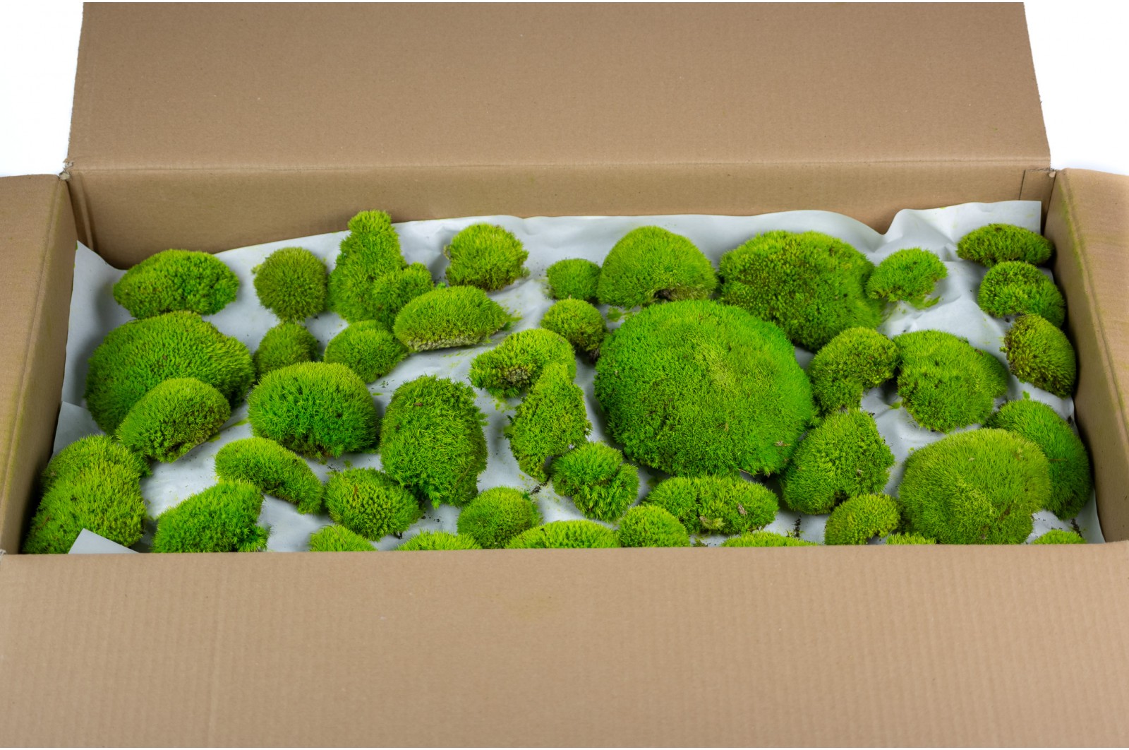 Mosses Wholesaler Wholesale / Online Purchase