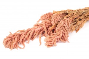 preserved-amaranthus-7