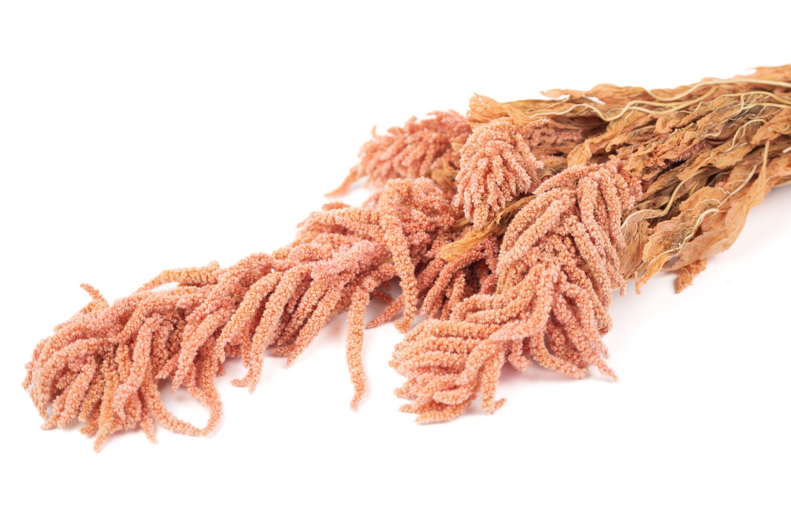 Preserved amaranthus (7) preserved-amaranthus-7