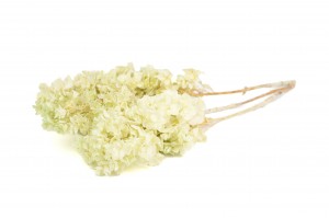 preserved-quercifolia-hydrangea-30.